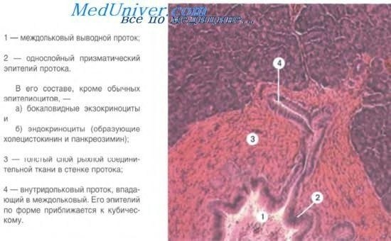 Структура бронхов и их функции в процессе дыхания