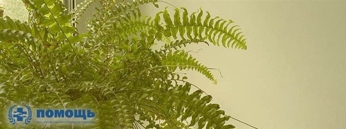 Процедуры, проводимые врачом-психиатром на ВВК