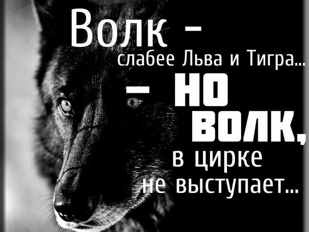 Необходимые навыки: Профессиональный дрессировщик должен обладать сильными коммуникативными способностями и глубоким пониманием поведения собак. Вам нужно будет научиться строить крепкую связь с собаками, поддерживая при этом дисциплину и структуру.
