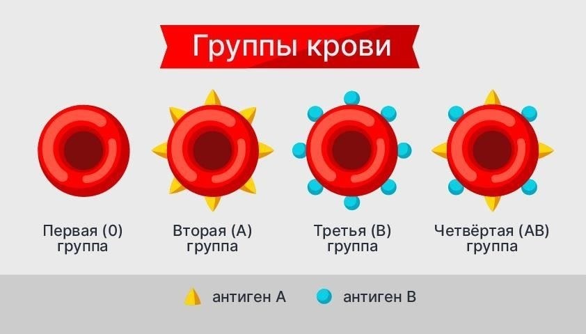 Система групп крови ABO является основополагающей для понимания совместимости. Группу O часто называют универсальным донором, поскольку у нее отсутствуют антигены A или B на эритроцитах, а значит, ее можно смело давать людям любой другой группы. С другой стороны, у людей группы AB отсутствуют антитела анти-А или анти-В, что позволяет им получать любую кровь, включая O. Совместимость по системе ABO обеспечивает безопасный обмен кровью и сводит к минимуму риск трансфузионных реакций.