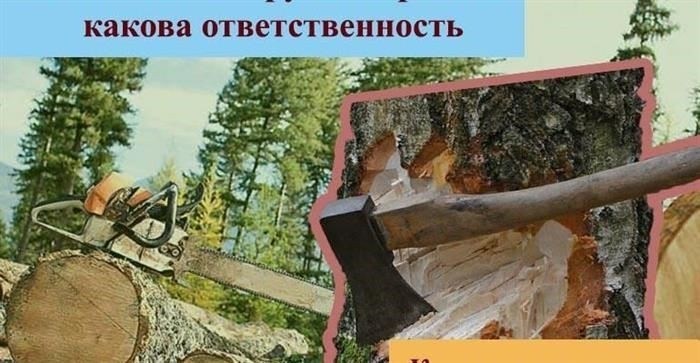 Что такое несанкционированная вырубка деревьев?