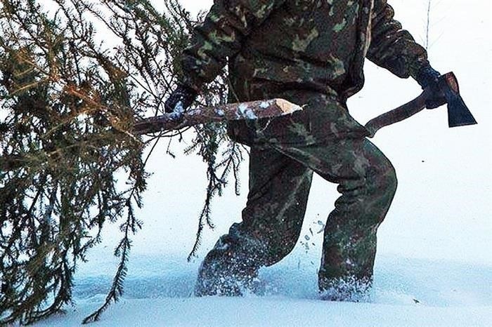 Незаконная вырубка деревьев: Каковы последствия?